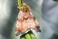 Panemeria tenebrata