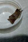 Clostera pigra
