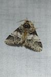 Drymonia dodonaea
