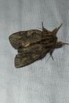 Peridea anceps