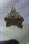 Stauropus fagi