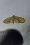 Eupithecia abbreviata