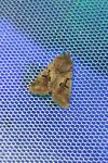 Orthosia gothica