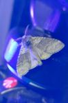 Calliteara pudibunda