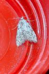 Nola confusalis