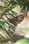 Eupithecia tantillaria