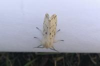 Spilosoma lubricipeda