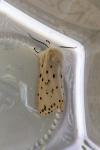 Spilosoma lubricipeda