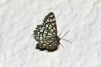 Chiasmia clathrata