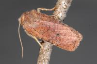 Conistra staudingeri