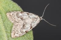 Nola confusalis