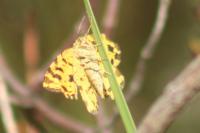 Pseudopanthera macularia