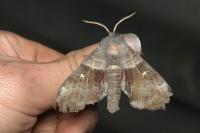 Laothoe populi