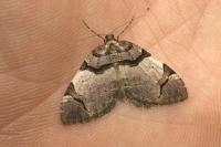 Anticlea derivata