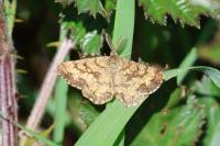 Ematurga atomaria