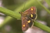 Pyrausta aurata