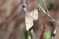 Ematurga atomaria
