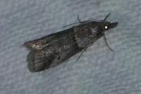 Acrobasis obliqua