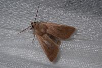 Mythimna sicula