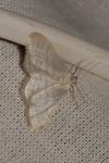 Idaea subsericeata