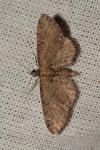 Eupithecia vulgata