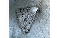 Dyscia fagaria albidaria