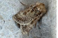 Agrotis ripae