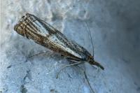 Thisanotia chrysonuchella