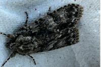 Acronicta rumicis