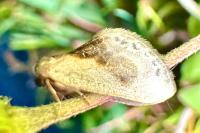 Cilix glaucata