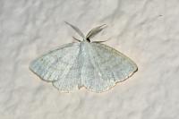 Cabera exanthemata