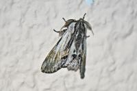 Harpyia milhauseri