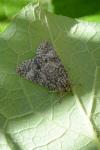 Acronicta megacephala