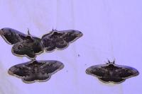 Saturnia pyri