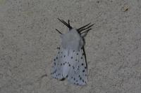 Spilosoma lubricipeda