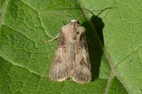 Agrotis puta