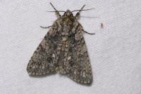 Acronicta rumicis