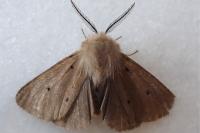 Diaphora mendica