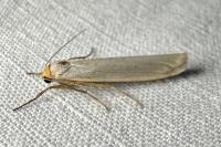 Eilema caniola