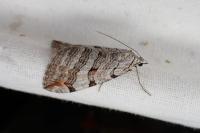 Aplocera efformata