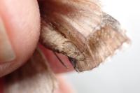 Aplocera efformata