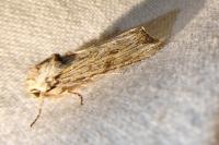 Egira conspicillaris