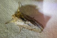 Egira conspicillaris