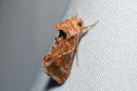 Chrysodeixis chalcites
