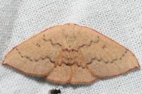 Cyclophora puppillaria