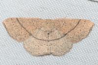 Cyclophora