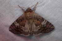 Tethea ocularis
