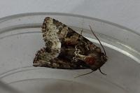 Deltote pygarga