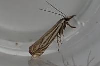 Crambus lathoniellus
