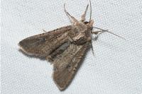 Peridroma saucia